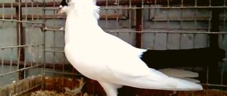 Голубь московский монах